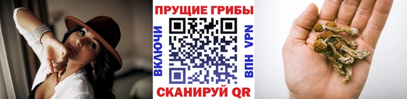 где можно купить   Красноуральск  Галлюциногенные грибы Psilocybe 